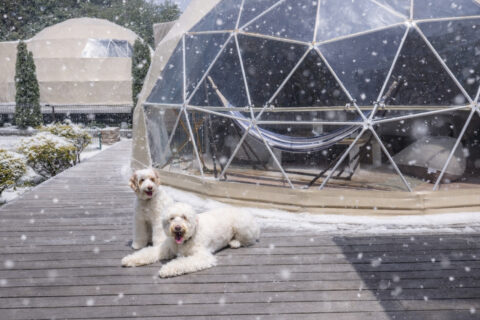 愛犬が喜ぶ冬のアクティビティのご紹介