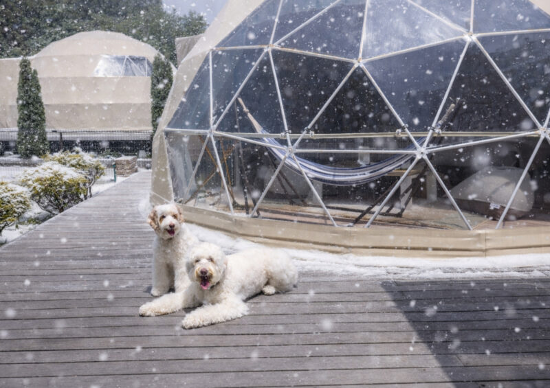 愛犬が喜ぶ冬のアクティビティのご紹介